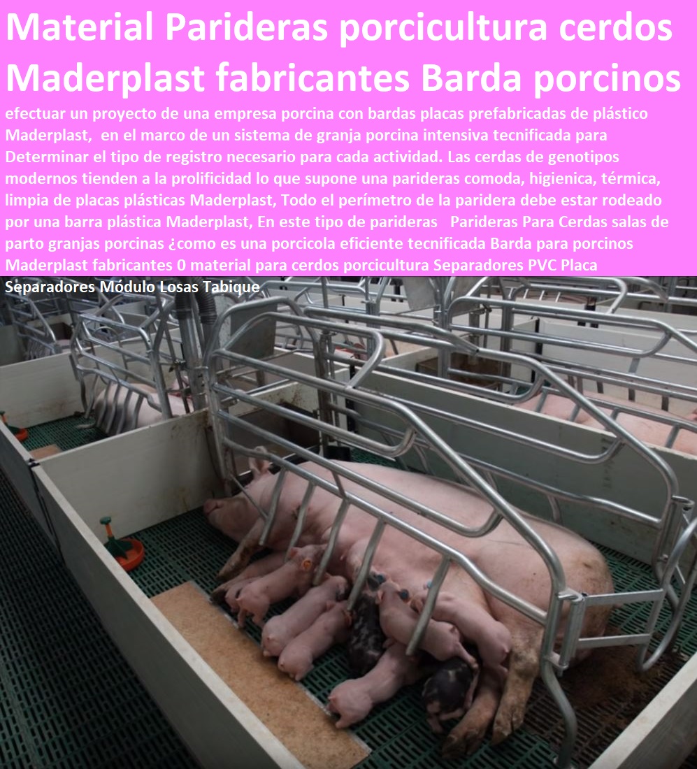 Parideras Para Cerdas salas de parto granjas porcinas ¿como es una porcicola eficiente tecnificada Barda para porcinos Maderplast fabricantes 0 material para cerdos porcicultura Separadores PVC Placa Separadores Módulo Losas Tabique Parideras Para Cerdas salas de parto granjas porcinas ¿como es una porcicola eficiente tecnificada Barda para porcinos Maderplast fabricantes 0 material para cerdos porcicultura Separadores PVC Placa Separadores Módulo Losas Tabique